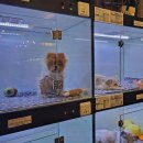 도그마루 강아지 고양이 부산점 이미지