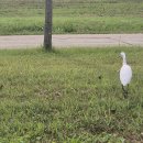 푸르니에 | 열정의 책 읽기, 그 시절을 생각하며... 장정일의 독서일기