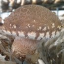 고송농장 이미지