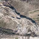 올리브 농장 이미지