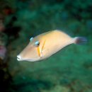 부메랑 트리거피쉬(Boomerang triggerfish) 이미지