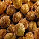 두리안 이미지