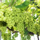 더샤인글로벌 이미지