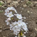 삼락강변공원 이미지