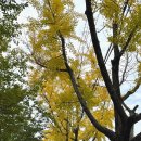 대구북구청소년회관 | 대구뜨개공방 미미살롱대구남구점과 북구청소년회관 친구들이 함께한 경대북문 나무에 뜨개옷 입히기...