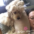 코카 24시 동물병원 이미지