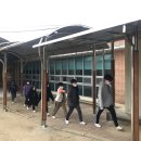 세성초 이미지