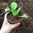 원광농장 이미지