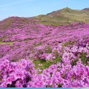 (꽃바람여행) 합천 황매산 철쭉제 이미지