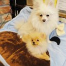 호담동물병원 이미지