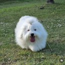 꼬똥몽드 이미지