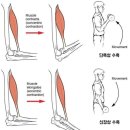 어베인휘트니스 이미지