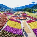 꽃마을펜션 | 여길 몰라? 인제가을꽃축제2025 기본정보 가수 인제꽃축제 강원도 인제 가볼만한곳 인제 용대리맛집...