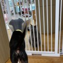 댕과댕빵 이미지