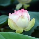 신평저수지 이미지