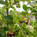 제일농원 이미지