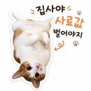 수정동물병원 | 청주 복대동 지웰동물병원 반려묘 예방접종 비용 및 후기