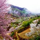 4월14일(일)금산보곡산골산벚꽃축제 이미지