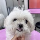 강아지의봄 | 부천애견미용ㅣ14살 노령견 말티즈 푸딩이의 완벽 변신! 원종동애견미용 봄강아지salon 곰돌이컷 후기❤