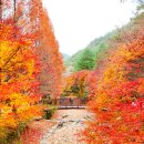 산림욕장 이미지