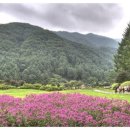 일산아리