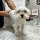 쪼꼬동물메디컬센터 | [내돈내산]인천 서구 동물병원 강아지 건강검진 이벤트 후기