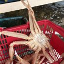 (주)더플러스엠앤씨 | [킹콩크랩&amp;씨푸드] 내돈내산 후 또간집 | 대게,킹크랩 포장 후기, 꿀팁 공유