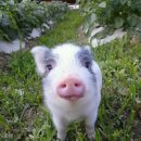 자연목장 이미지