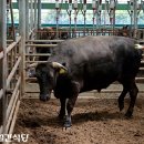 청양가축수정란이식센터 | 고깃집 성공 전략, 고품질 원육을 찾아라 part3