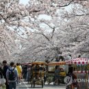 강릉 경포벚꽃잔치 개막..."주말에 벚꽃놀이 가자" 이미지