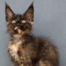 티피쿤(TIPPYCOON) 이미지