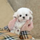 우리펫 강아지분양 성동구점 | 부산강아지분양 동행하는 펫샵