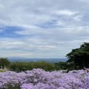 EXCO Mall | 경북 아이랑 갈만한 곳, 문경 봉천사 개미취 꽃밭 *_*