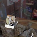 참빛생굴구이 이미지