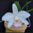 Laelia pumila var.amoena 이미지