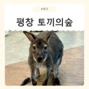 사계절 생태놀이 | [강원/평창] 평창동물원 토끼의숲 아이랑 방문 후기