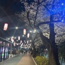 간선-15 | 🌸 장안동 중랑천 벚꽃길 야간 산책 후기 | 조명+벚꽃의 조합이 이렇게 예쁠 줄이야
