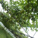 영광포도원 이미지