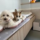 옐레드 부천상동점 | 우리 강아지 유치원 첫 등원, 하루는 어떻게 보낼까?🐶｜옐레드 상동점 일과 공개!