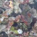 카스리프팜(CASReeffarm) 이미지