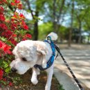 강아지 대공원 | 사람 너무 많았던 인천대공원 주말 후기 (주차 + 강아지 산책🐶)