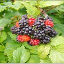 궁현2리 이미지