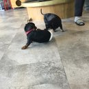 내개로와 이미지