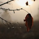 노을이슬 이미지