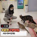 시청길 | 춘천 데이트코스 힐링 고양이 카페, 춘천고양이집