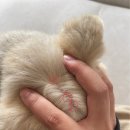 무안병원 | [무안/남악] 강아지 농피증 치료 후기, "바른동물의료센터"