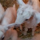 신덕목장 이미지