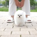 화이트포메라니안 | 역변하지 않는 화이트포메라니안분양 어디가 가장 믿을 수 있을까?(도그캐슬에서)