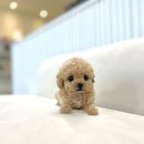 마이뭉 | 애견샵 마이뭉 방문하고 느낀 솔직후기