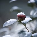 동백축산